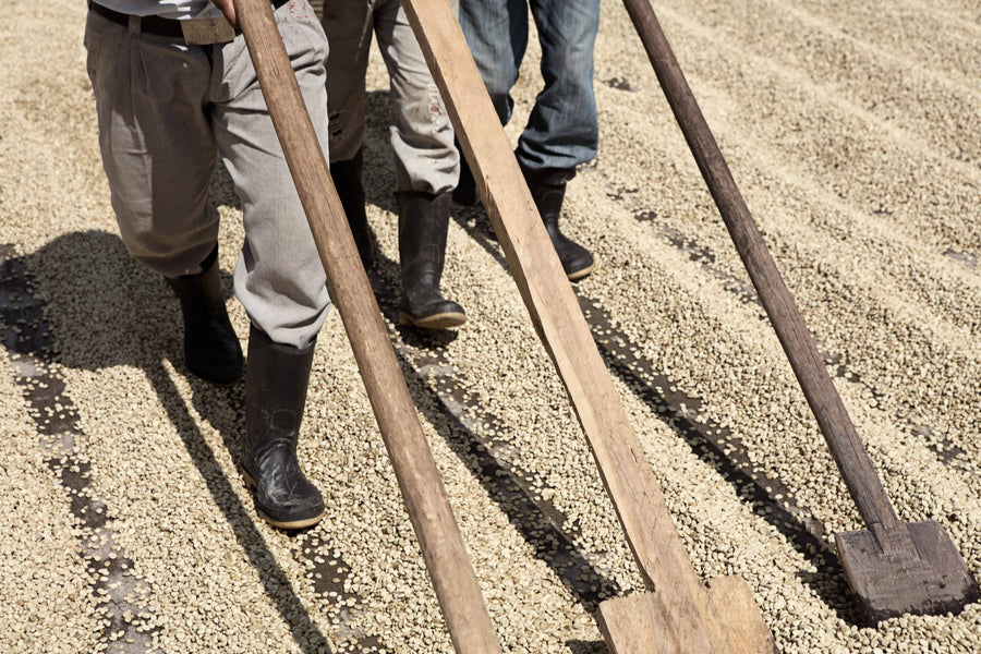 Image of raking coffee beans across drying bed