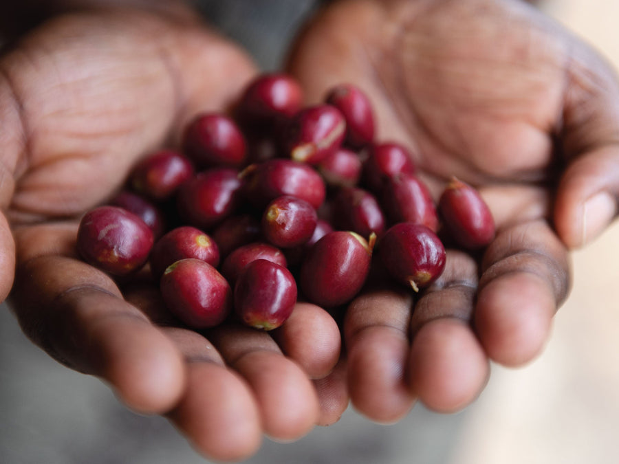 Holding coffee cherry in hands
