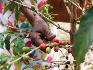 Picking coffee cherry from a coffee tree