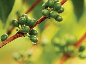 Green coffee cherry growing