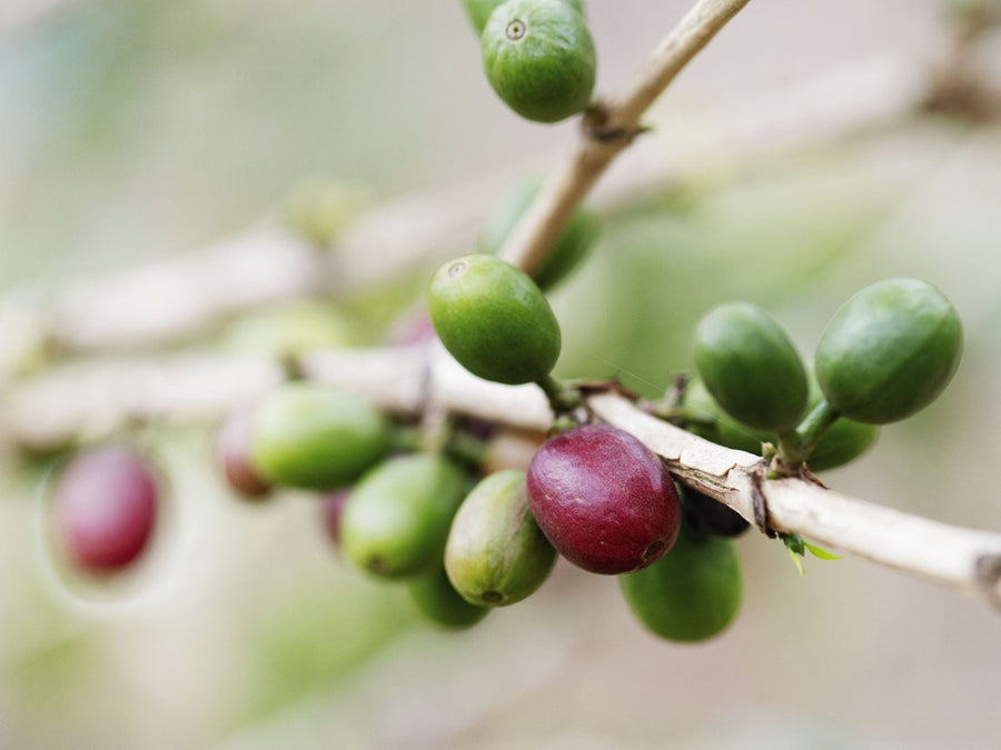 Coffee cherries growing in Rwanda