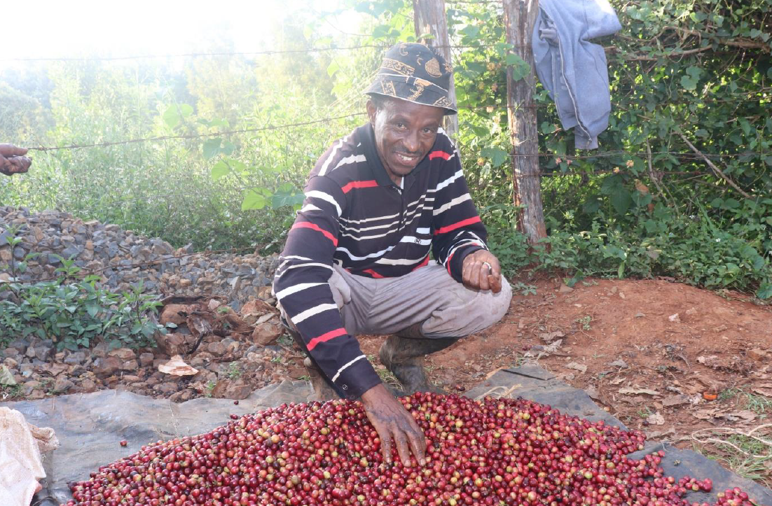 Picking through coffee cherries