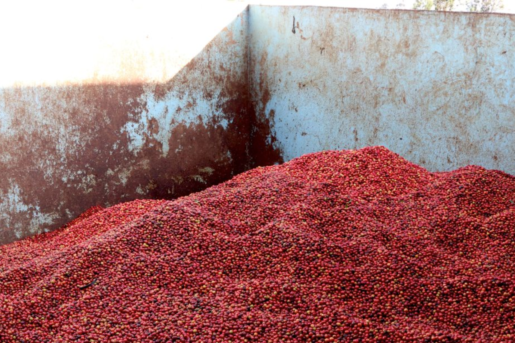 A large pile of red dried berries or coffee cherries stored in a weathered metal container with a light blue-gray rusted interior.