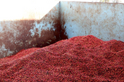 A large pile of red dried berries or coffee cherries stored in a weathered metal container with a light blue-gray rusted interior.
