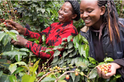 Two women smiling while harvesting small red and yellow berries from leafy branches in a lush green outdoor setting.