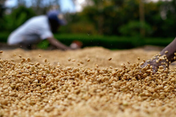 Close-up of loose golden coffee beans being spread out outdoors, with blurred hands and a person working in the background.