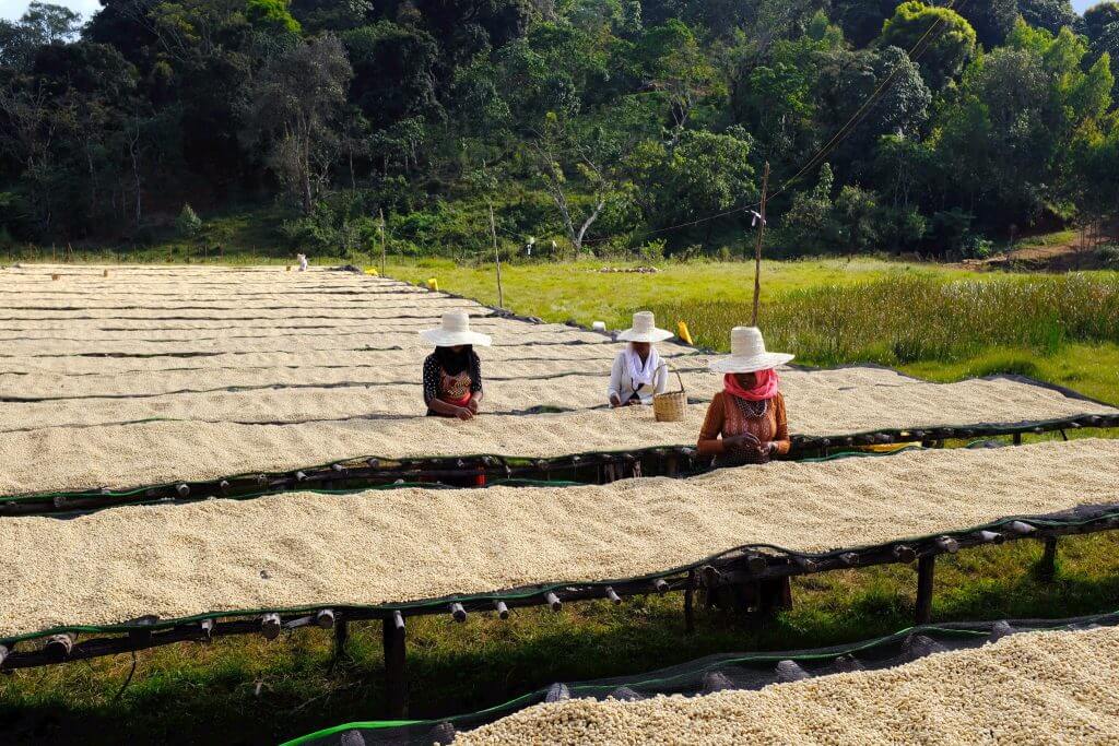 Three workers in white hats sit on long rows of spread-out dried beans in an outdoor field, with green trees and grass in the background.
