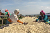 Two women wearing colorful headwraps and clothing work beside a long outdoor bed filled with pale dried grains or seeds under a blue sky.