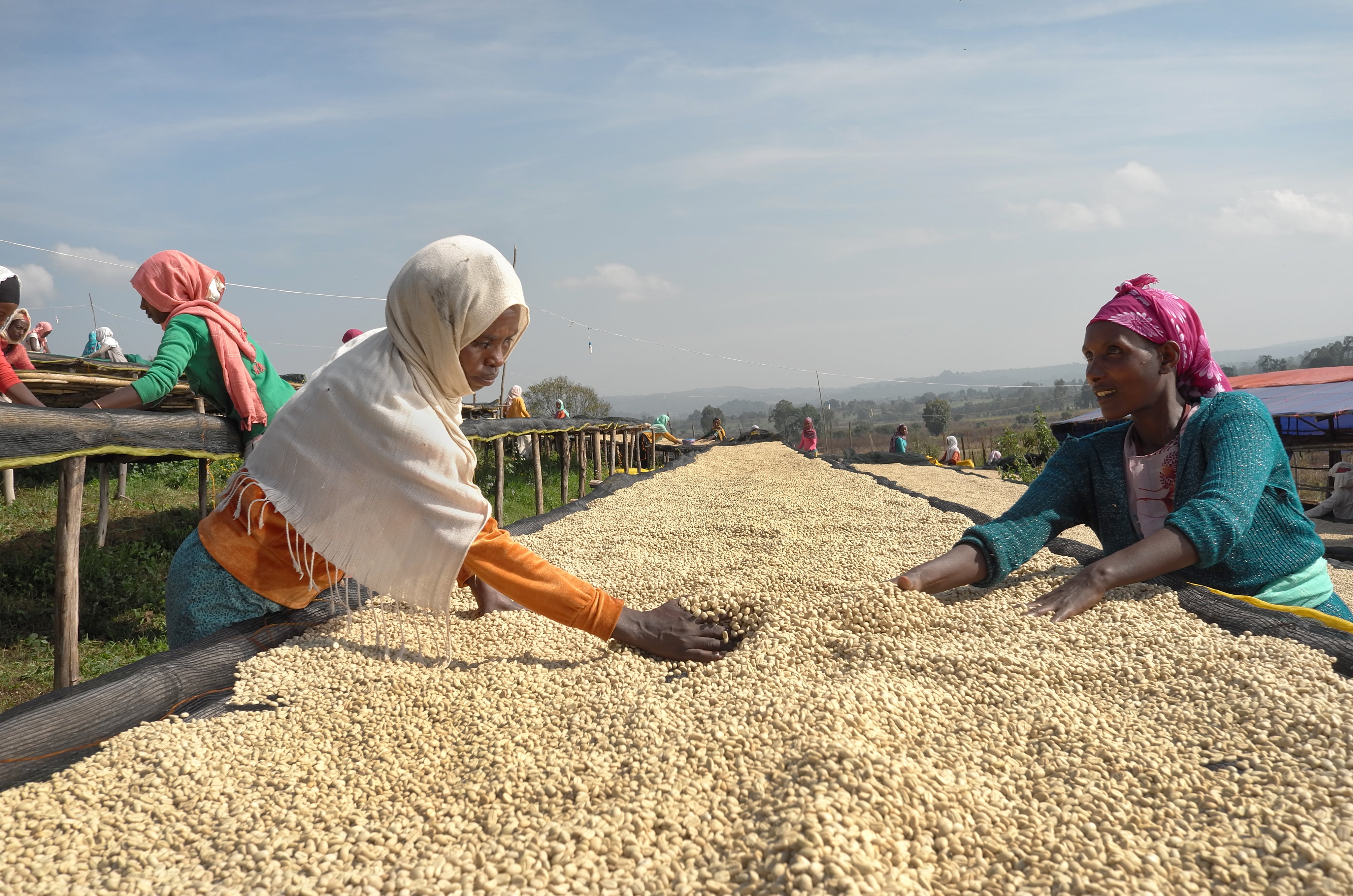 Two women wearing colorful headwraps and clothing work beside a long outdoor bed filled with pale dried grains or seeds under a blue sky.