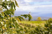 kona farm lanscape with close up of cherries