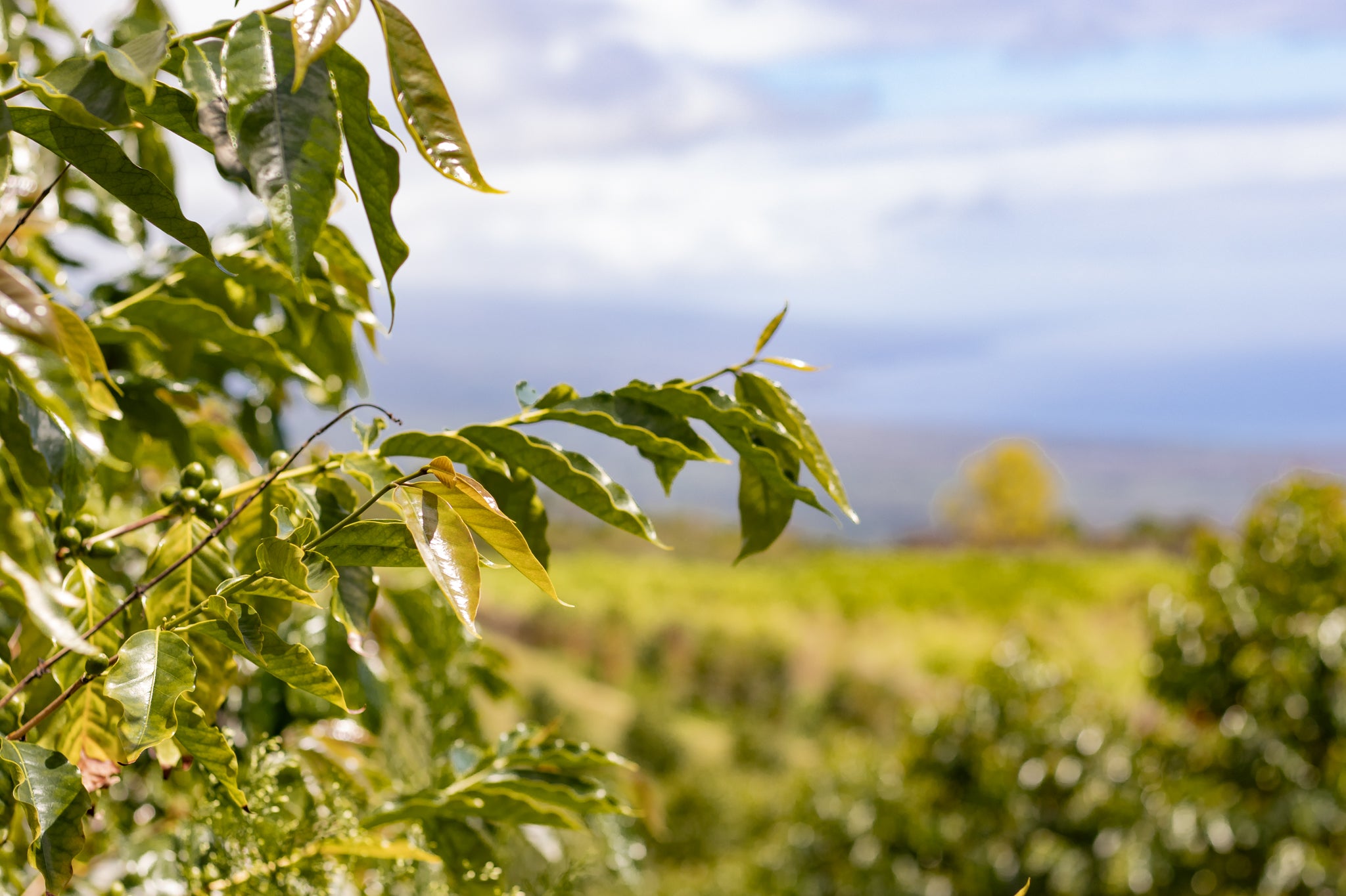 kona farm lanscape with close up of cherries
