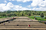 image of Mondul Coffee Estate