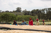 Image of employees sorting through coffee cherries