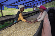Two women sorting coffee beans under a blue tarp