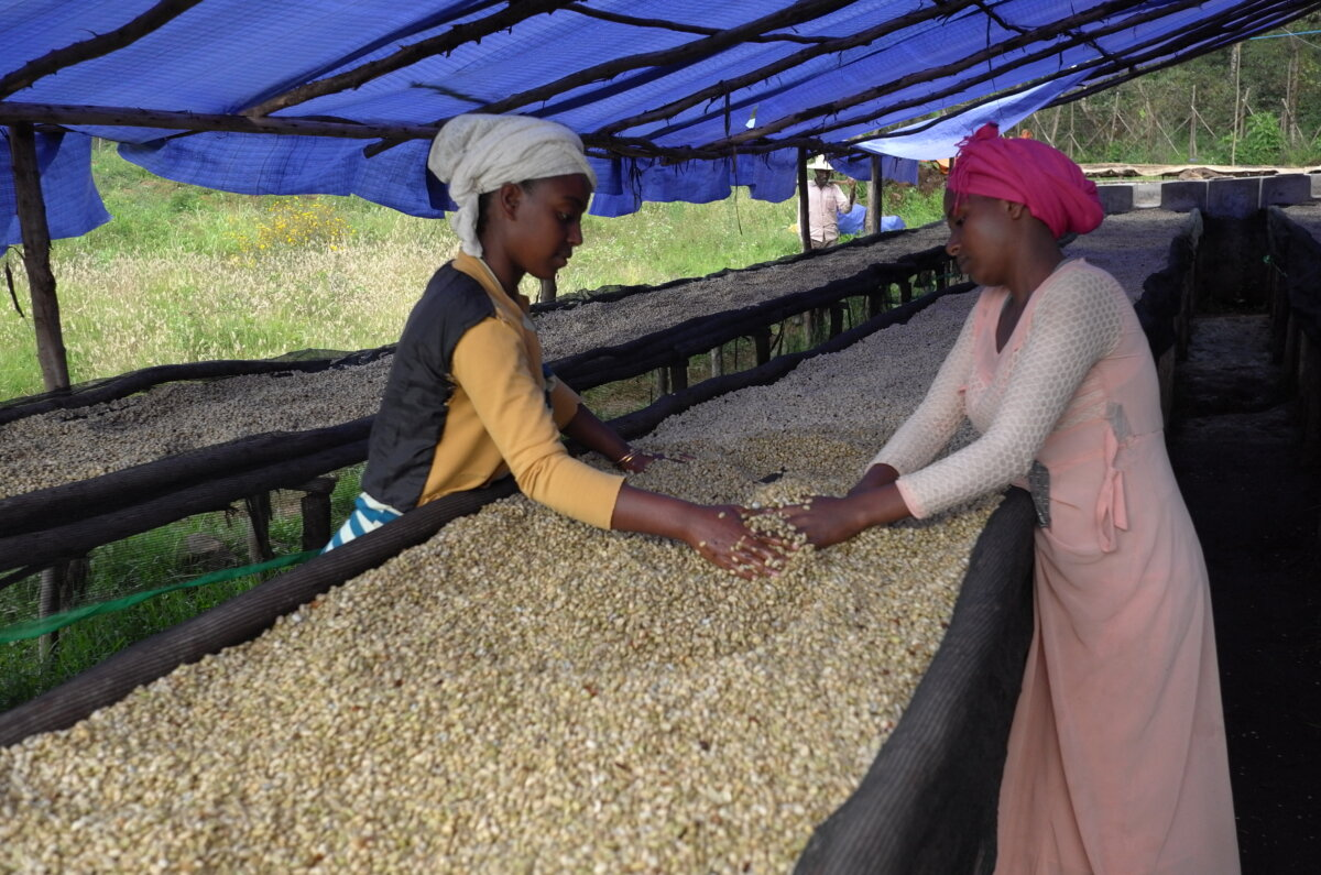 Two women sorting coffee beans under a blue tarp