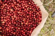 burlap bag with coffee cherries