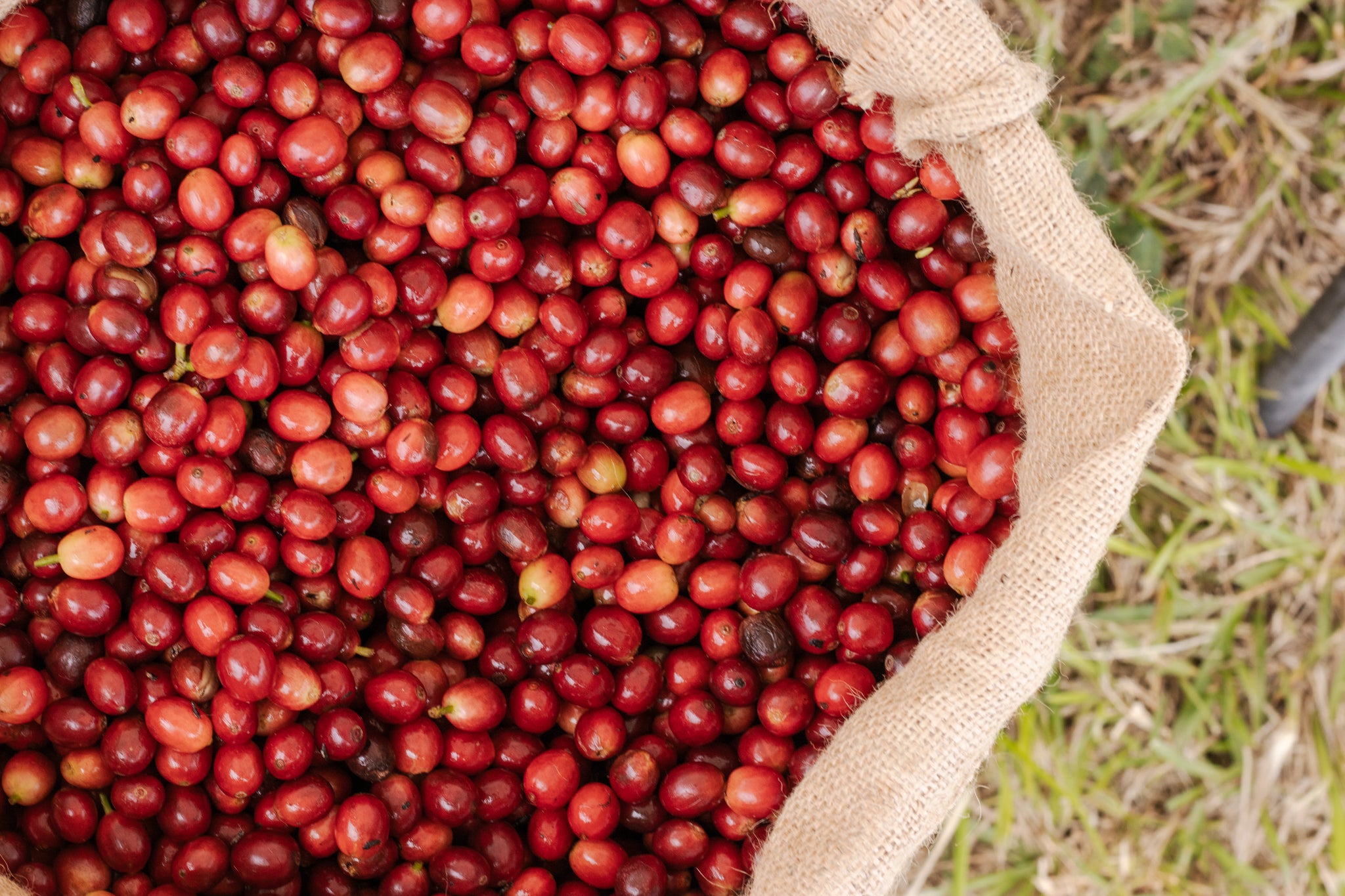burlap bag with coffee cherries