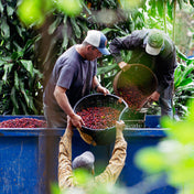 image of farmers loading cherries