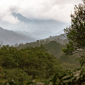 Hazy mountain landscape with trees in the foreground