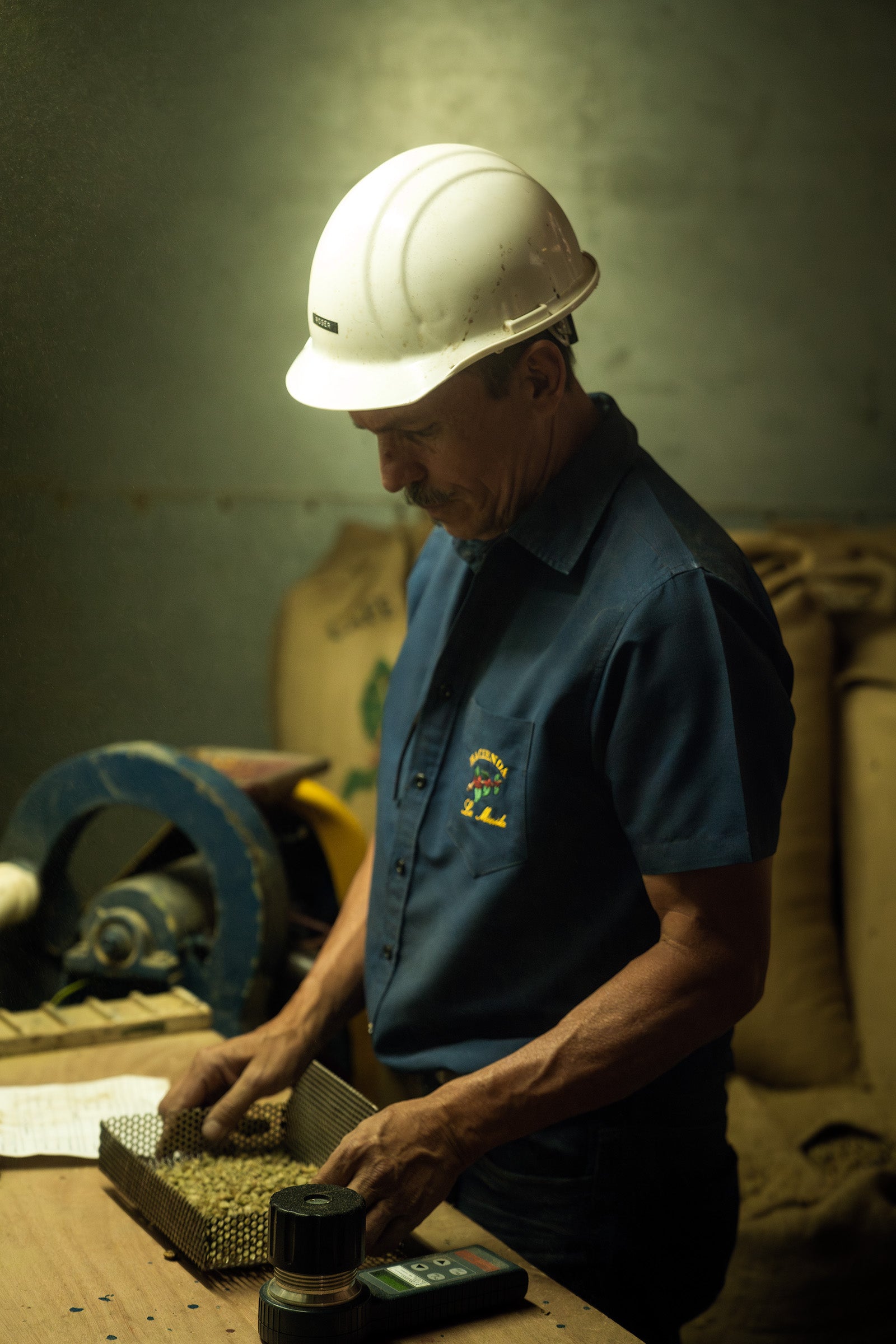 A man in a white hard hat looks down at a small tray of coffee, in his hands on a table. Beside the tray, a moisture meter rests on the table. Behind him, stacks of coffee sacks are leaned against a wall.