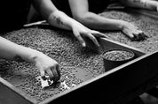 A black and white image shows a close-up of a sorting table. Two people sit side by side, sorting unroasted coffee between good and defective.