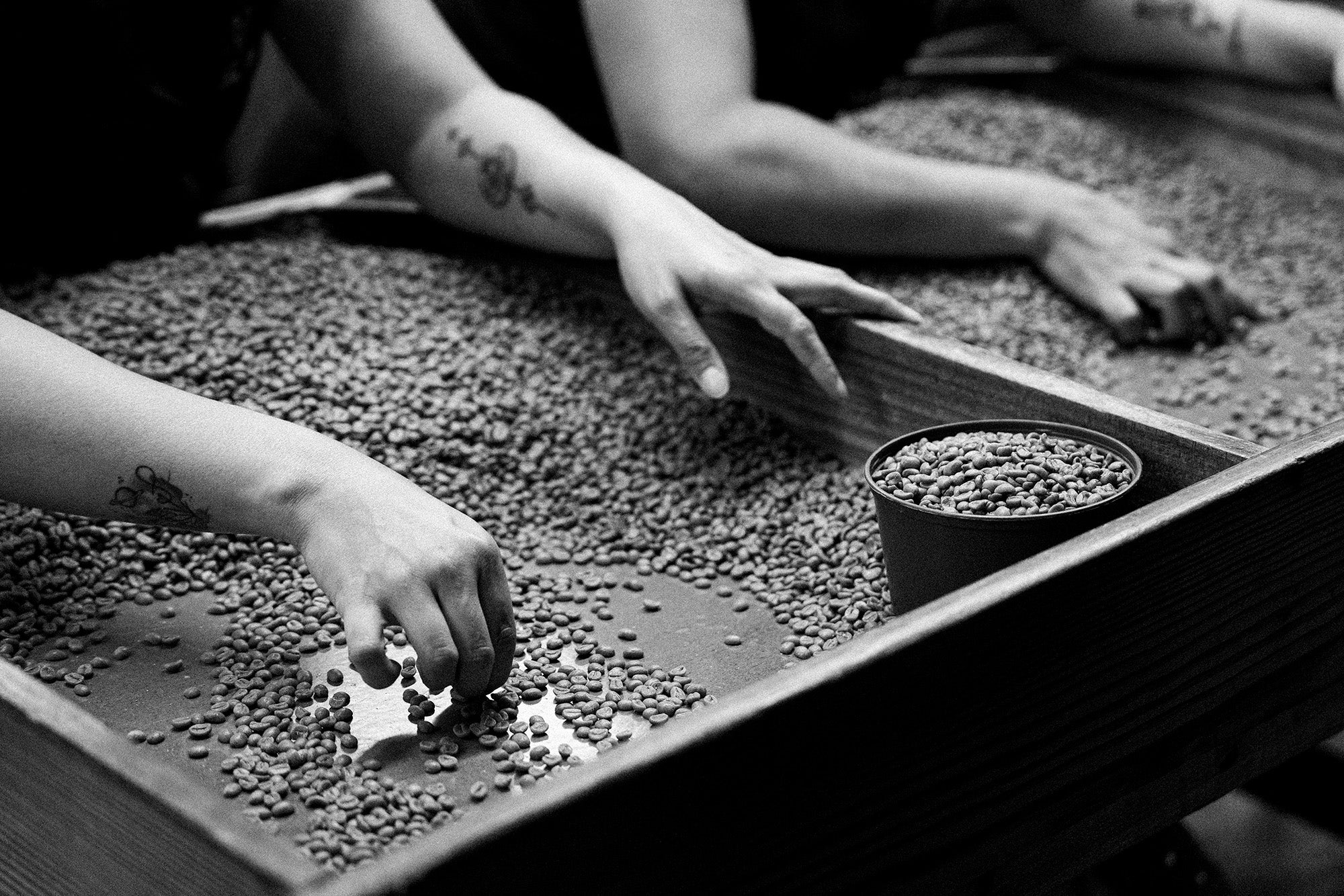 A black and white image shows a close-up of a sorting table. Two people sit side by side, sorting unroasted coffee between good and defective.
