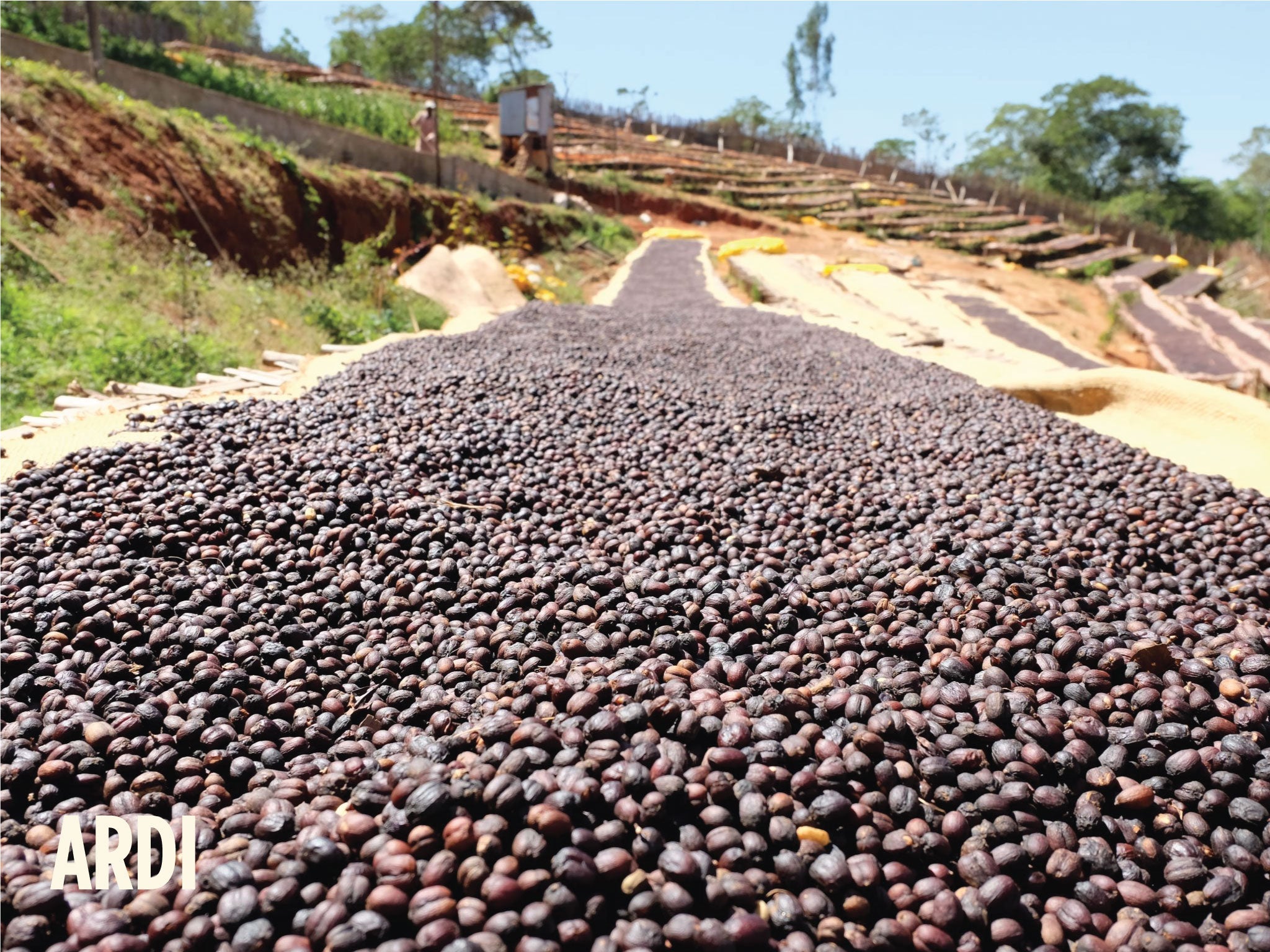 Cherries drying at Ethiopia Ardi