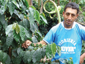 farmer standing next to coffee cherries