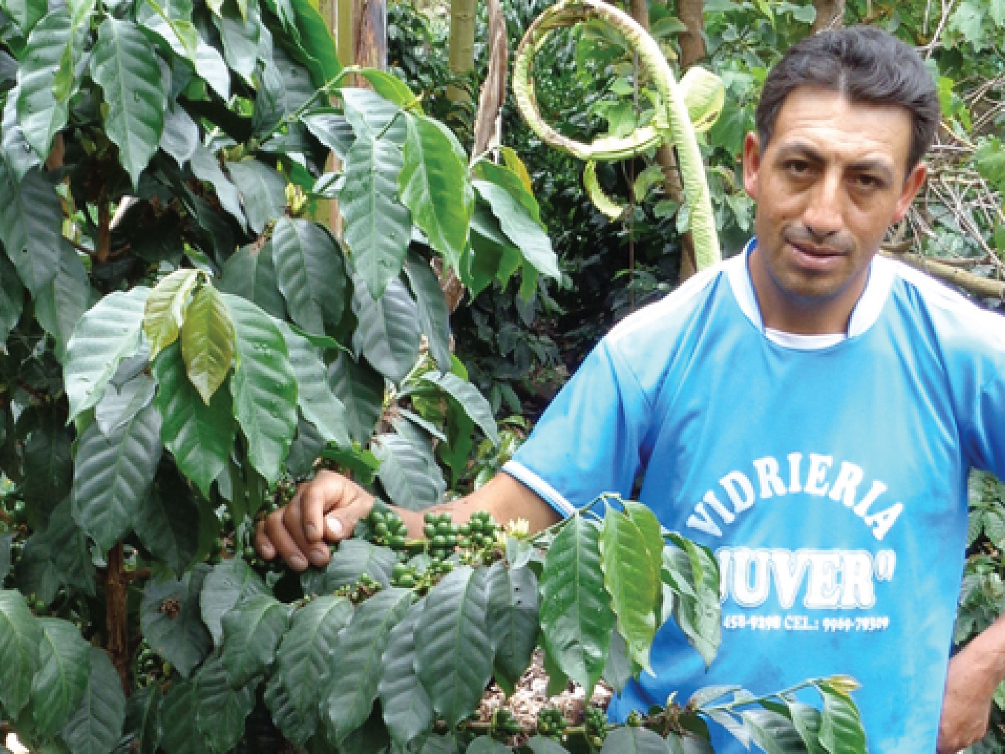 farmer standing next to coffee cherries